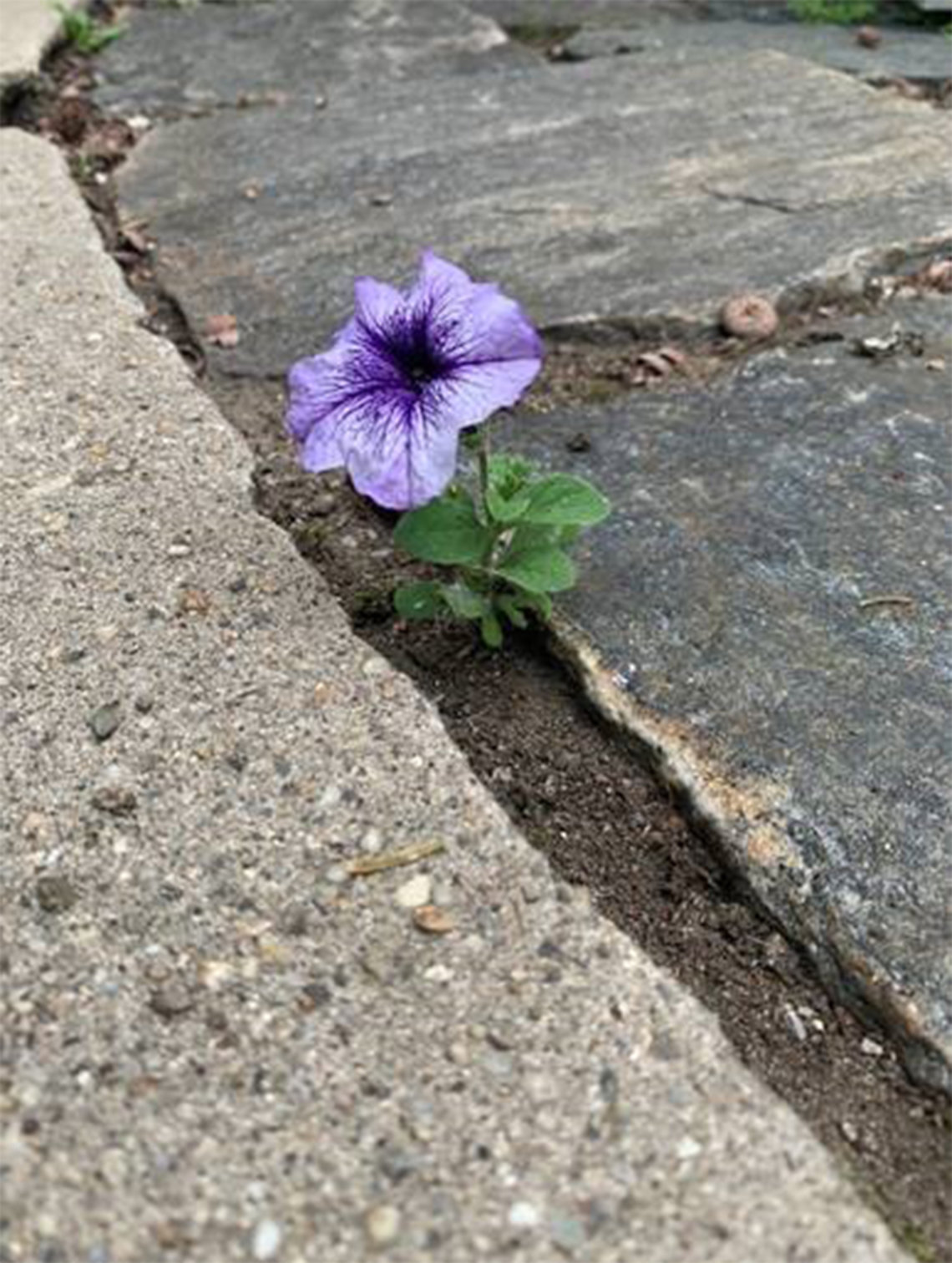 A purple flower blooms through a crack in the cement.