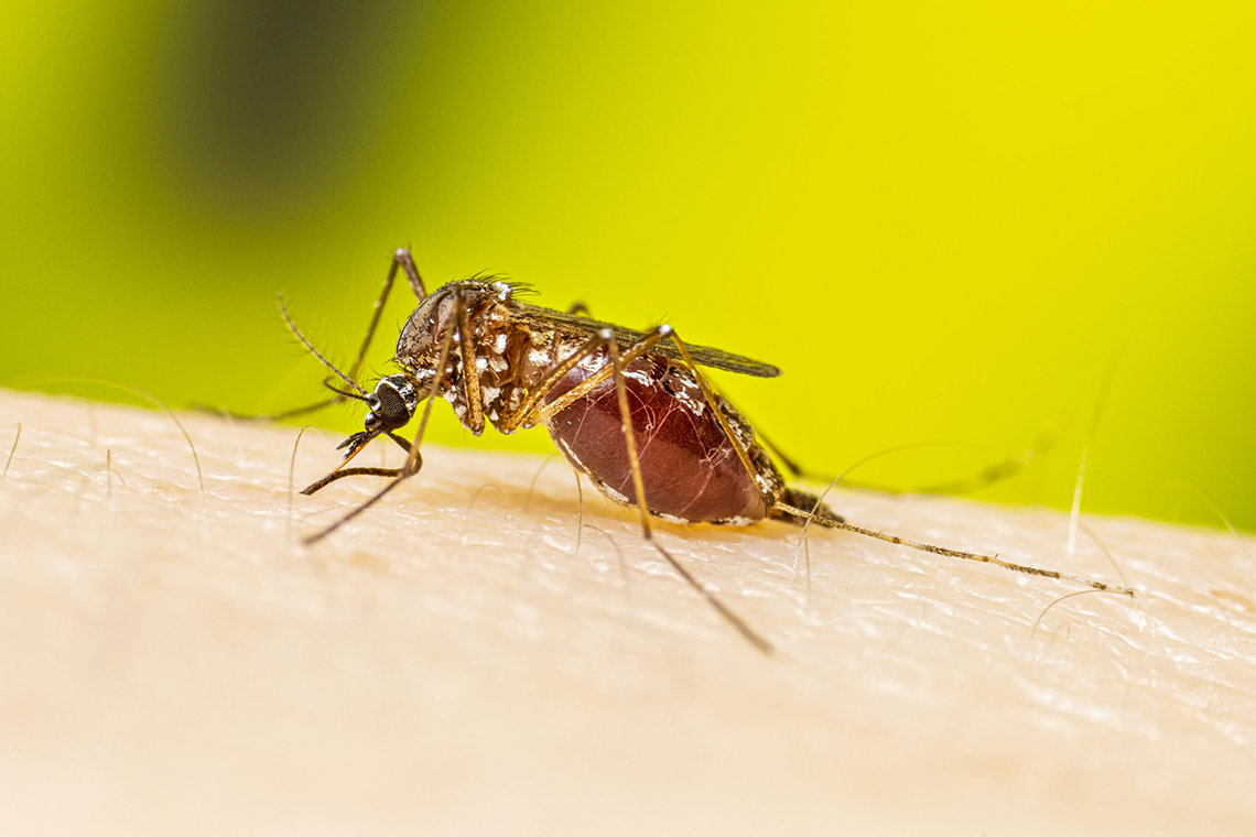 A mosquito drinks blood from a humans skins