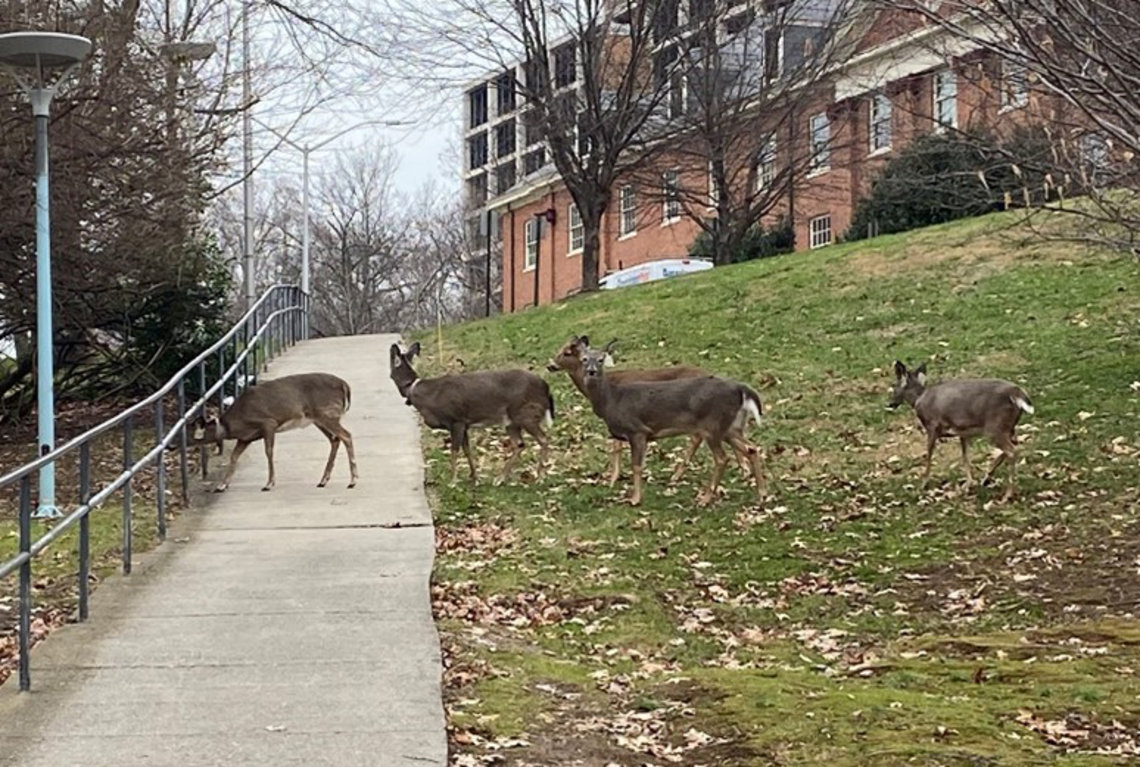 Four deer walk across a path on the Bethesda campus.