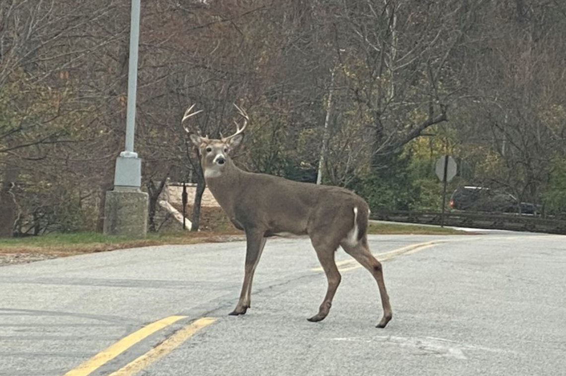 A deer crosses the road on NIH's campus.