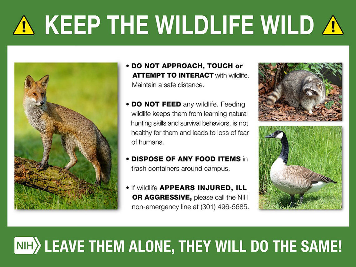 A poster reads: Keep Wildlife Wild. Leave them alone; they will do the same! Photos show a fox, raccoon and goose.