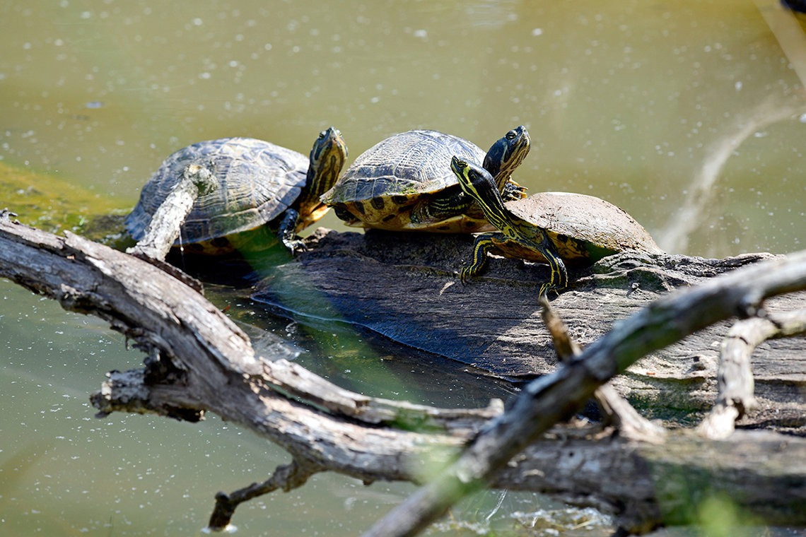 Three turtles sun themselves on a log