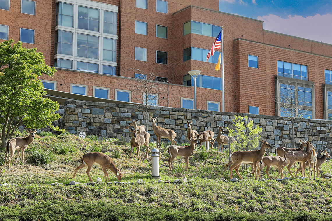 More than a dozen deer walk or graze on the lawn near a stone wall, in front of the Clinical Center