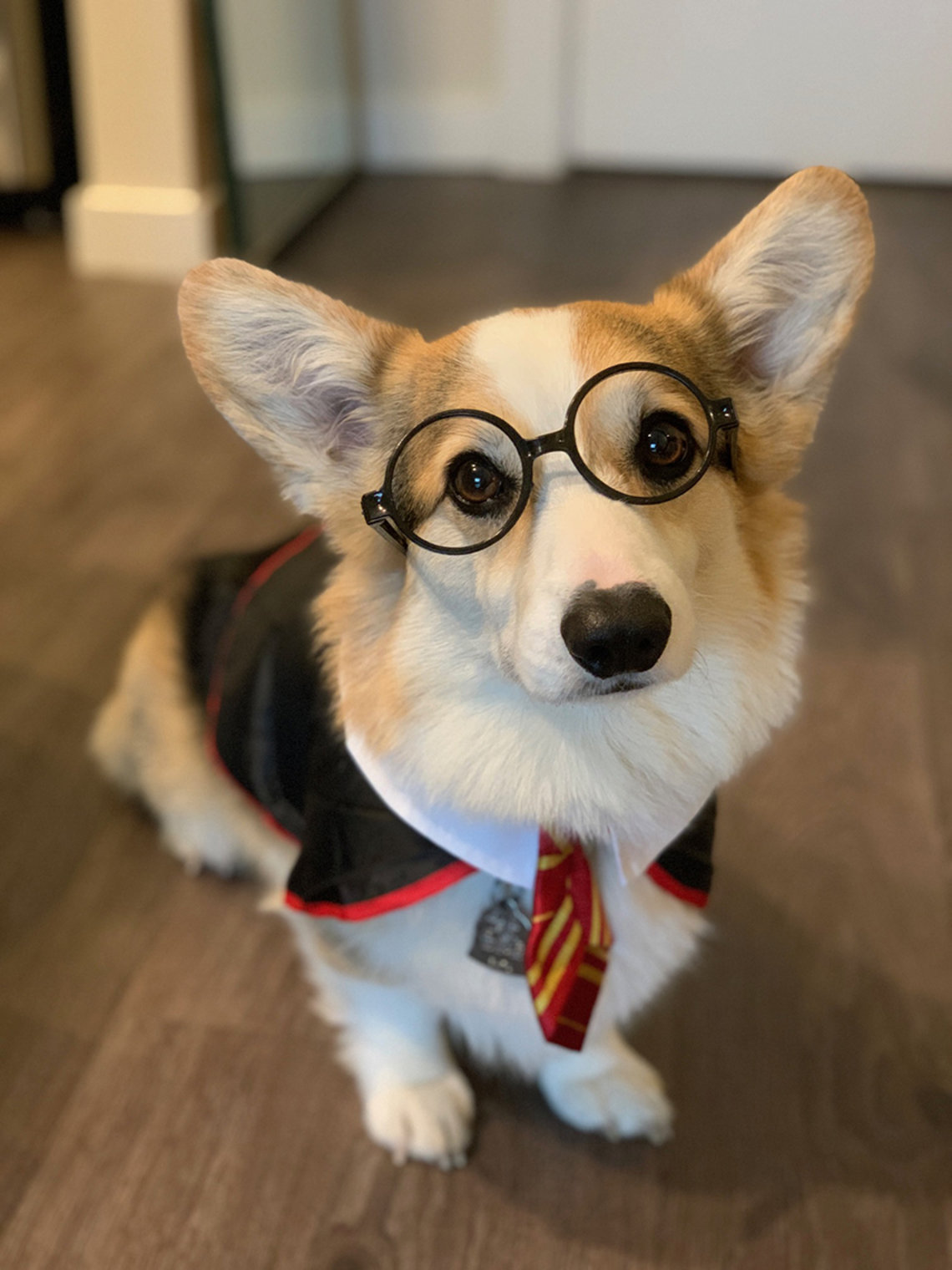 Doggie in Harry Potter glasses