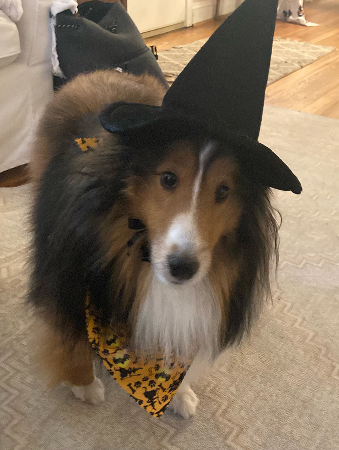 A dog sports a black witch hat for Halloween.