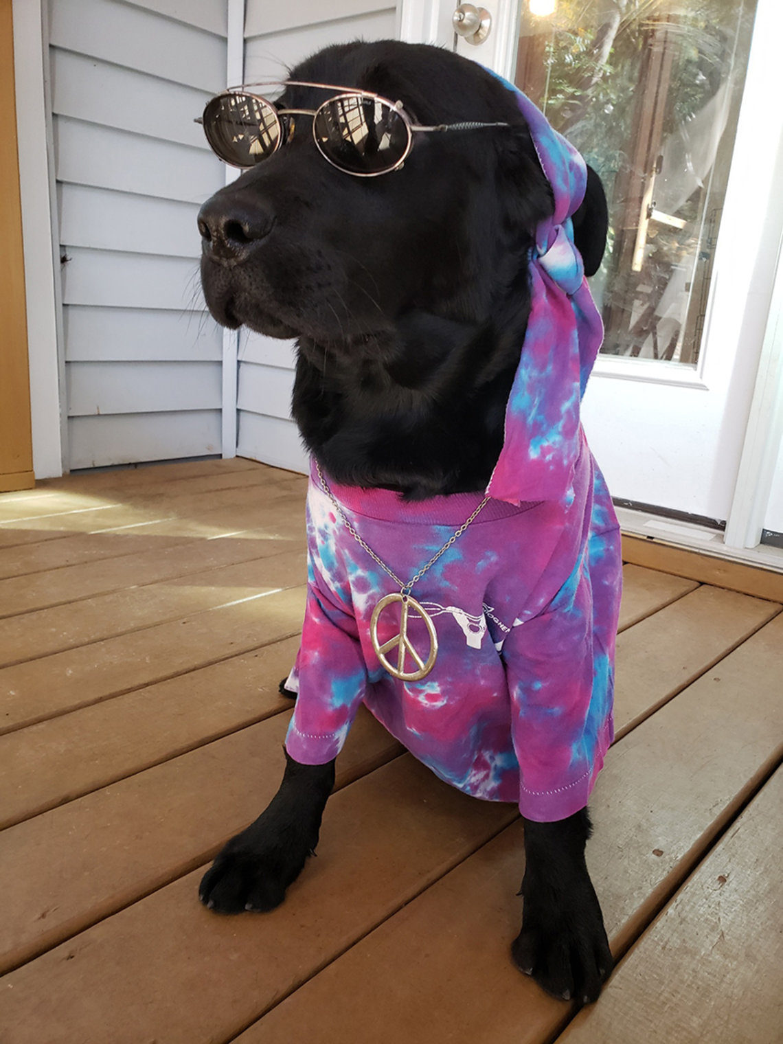 A black lab sports a tie-die shirt, peace-sign pendant and sunglasses.