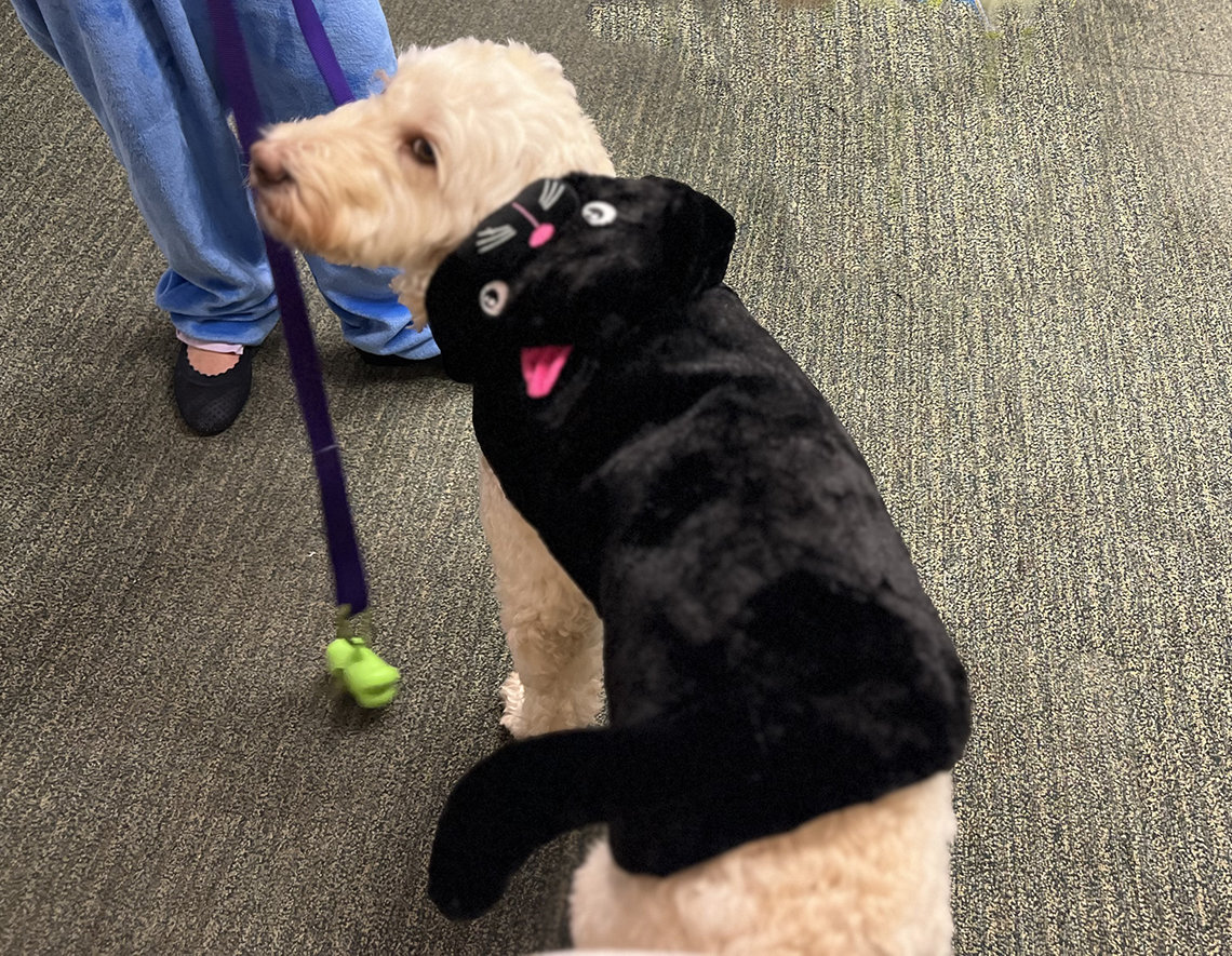 Poodle with black cat costume