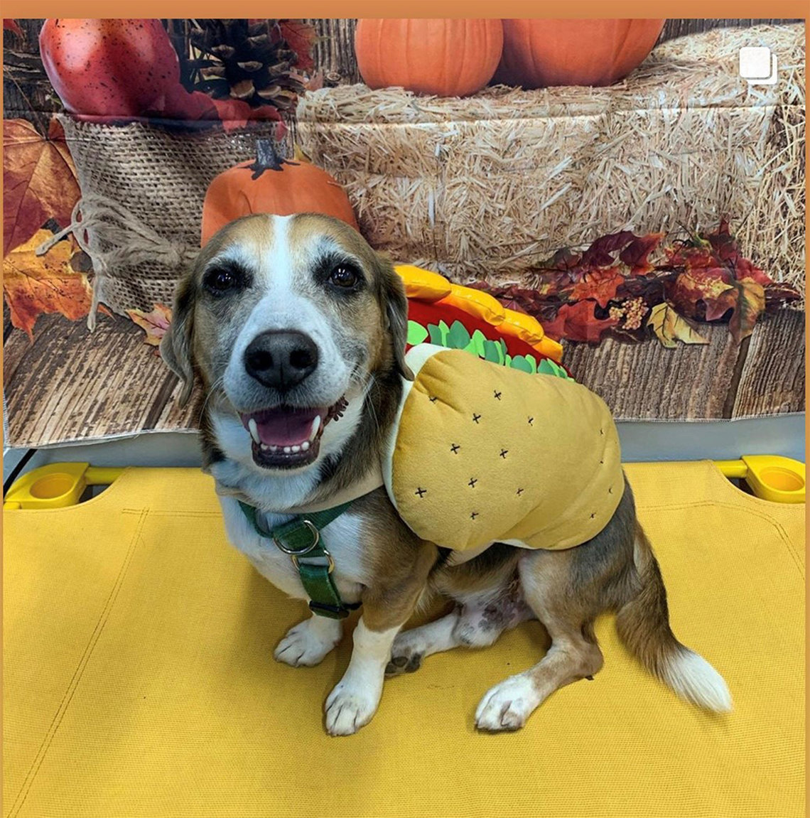 A beagle wears hot dog with bun costume.