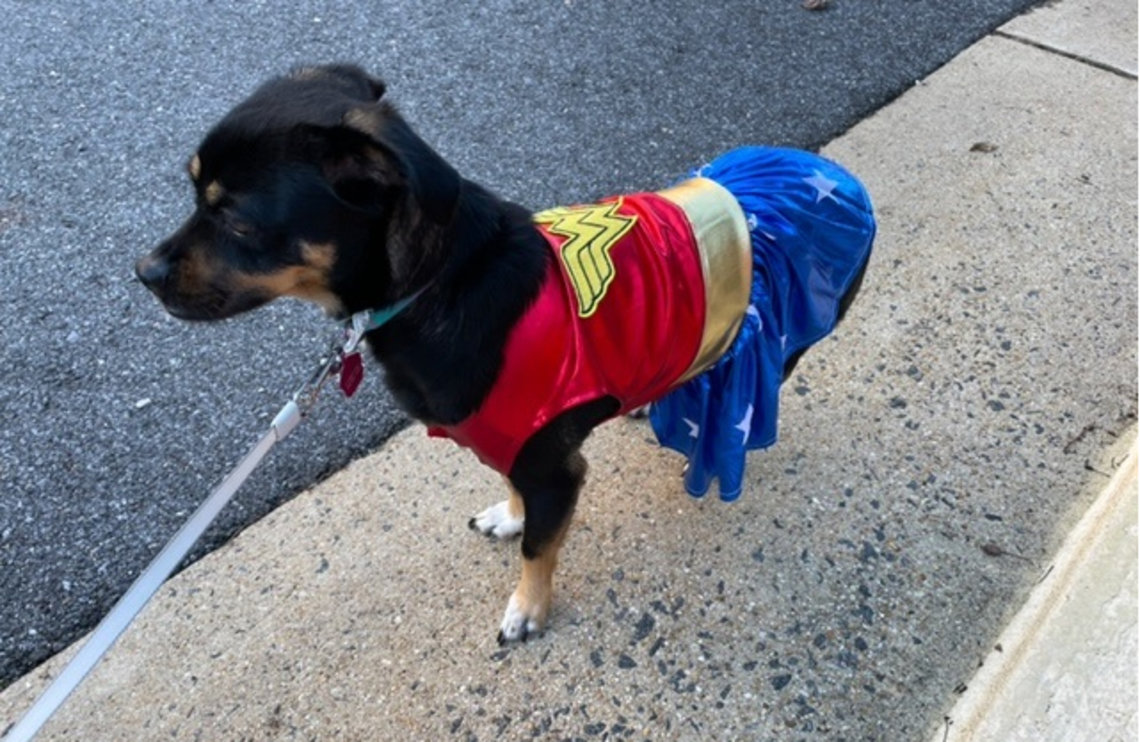 A dog wears a Wonder Woman costume.
