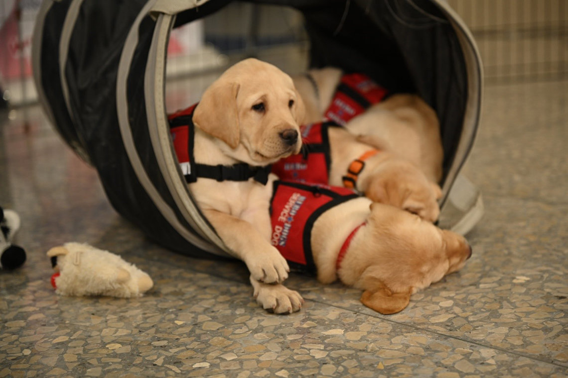 Yellow labrador puppies snuggled together in a play barrel