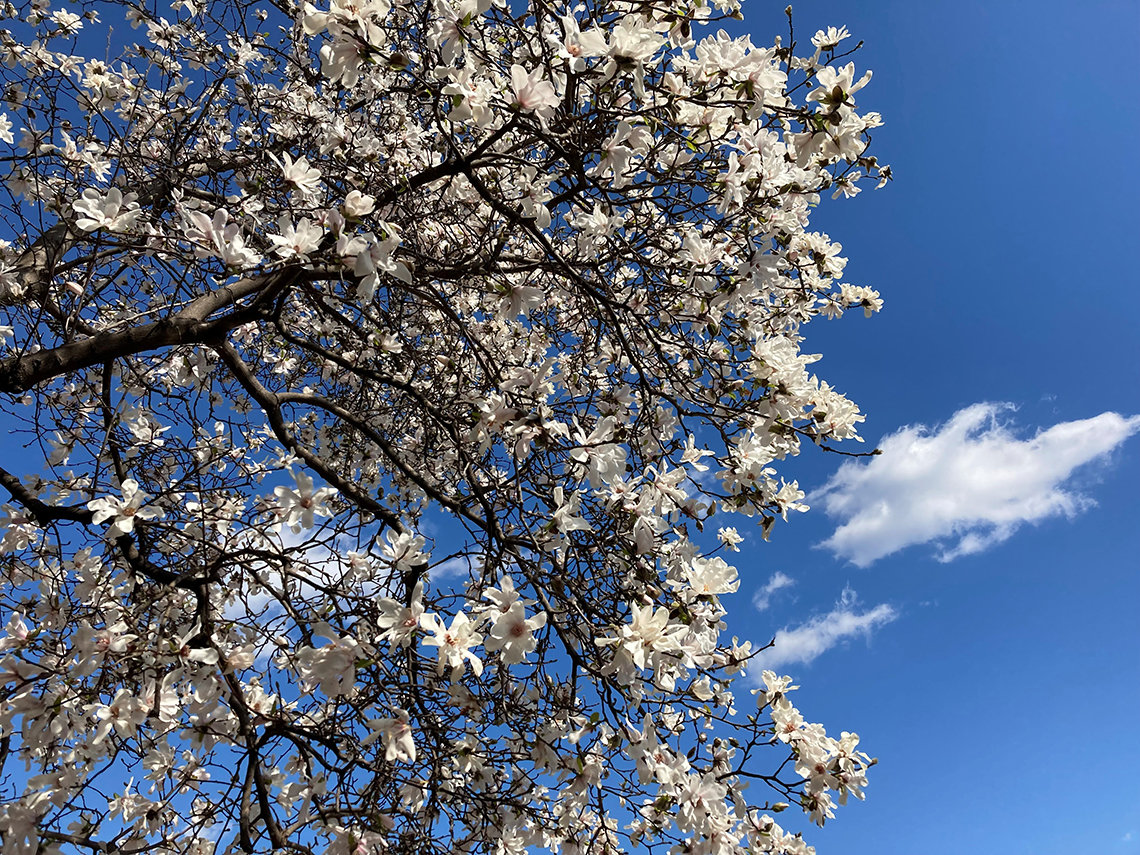 A blooming cherry tree in front of a blue sky