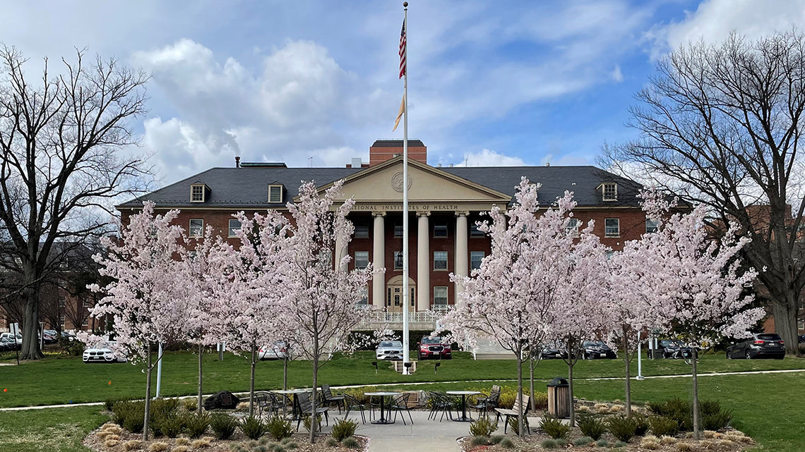 Blooms bloom in front of NIH's building one
