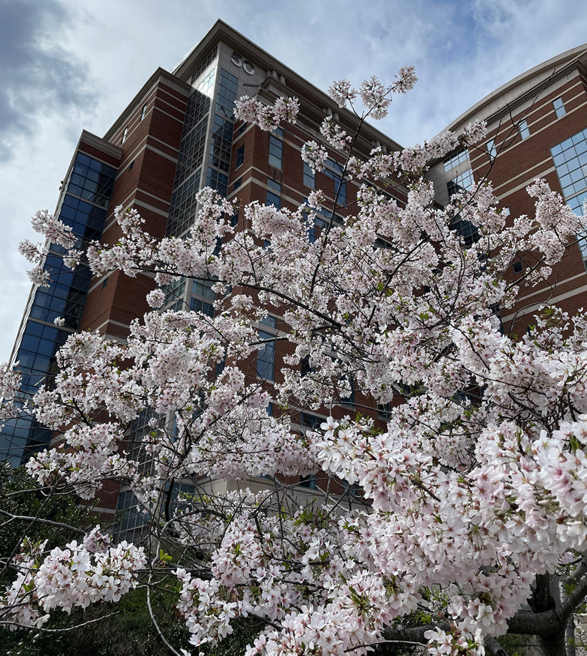 A blooming cherry tree in front of Bldg. 50