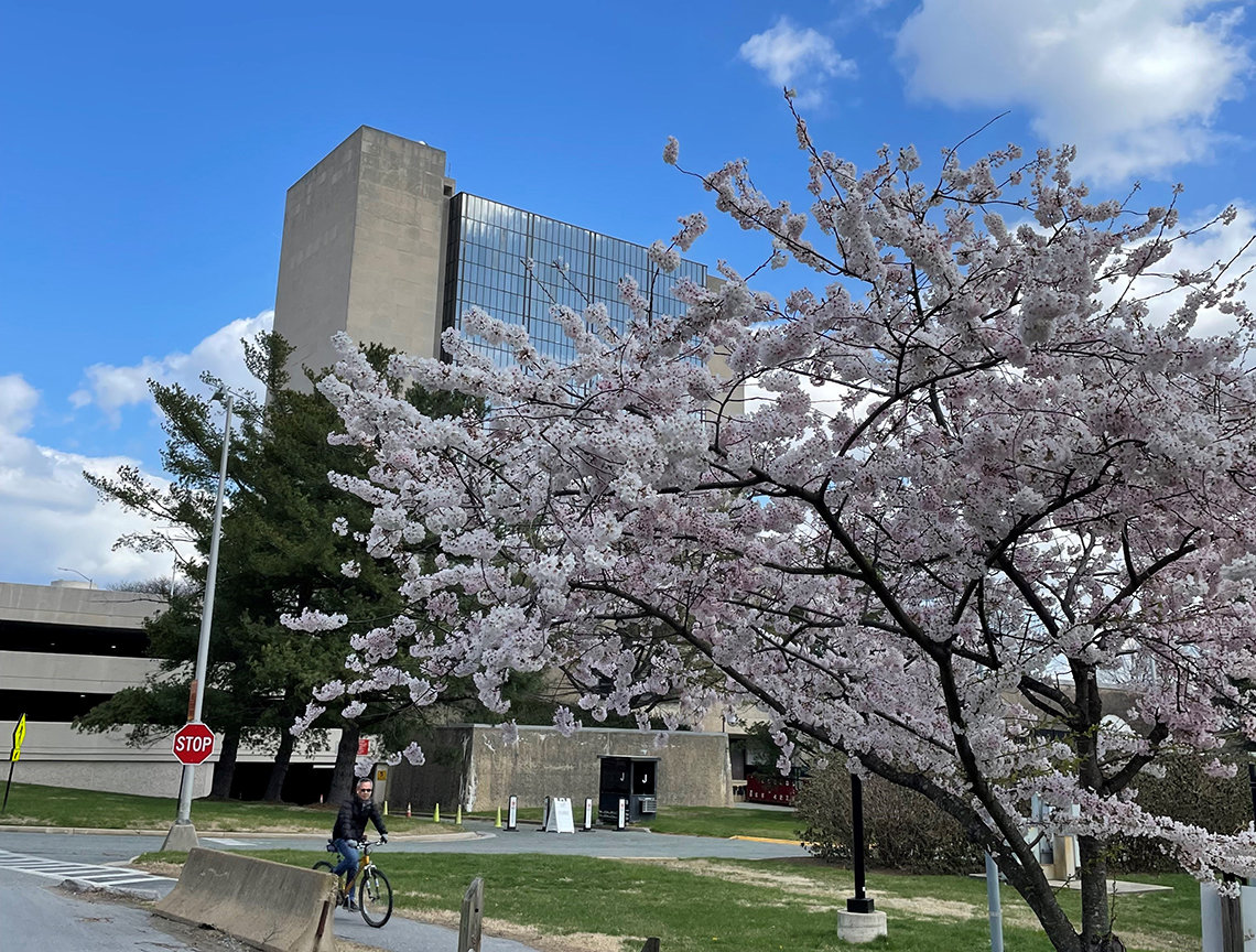 A man bikes on a path in between a cherry tree and the building. 
