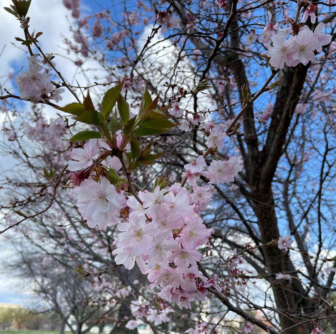 A close up view of a cherry blossom flower