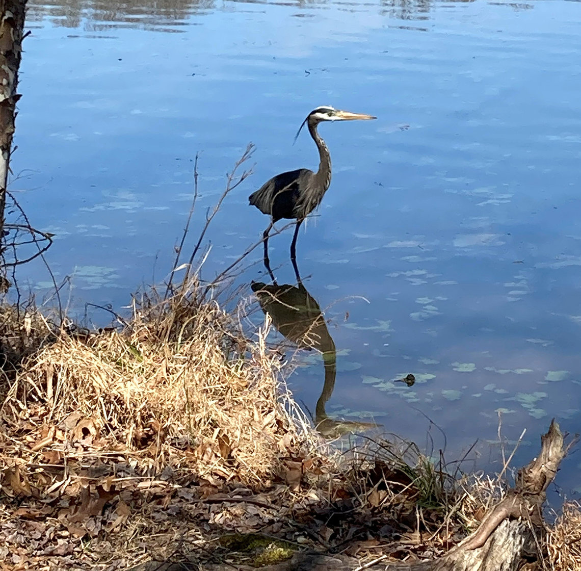A blue heron stands in the creek.