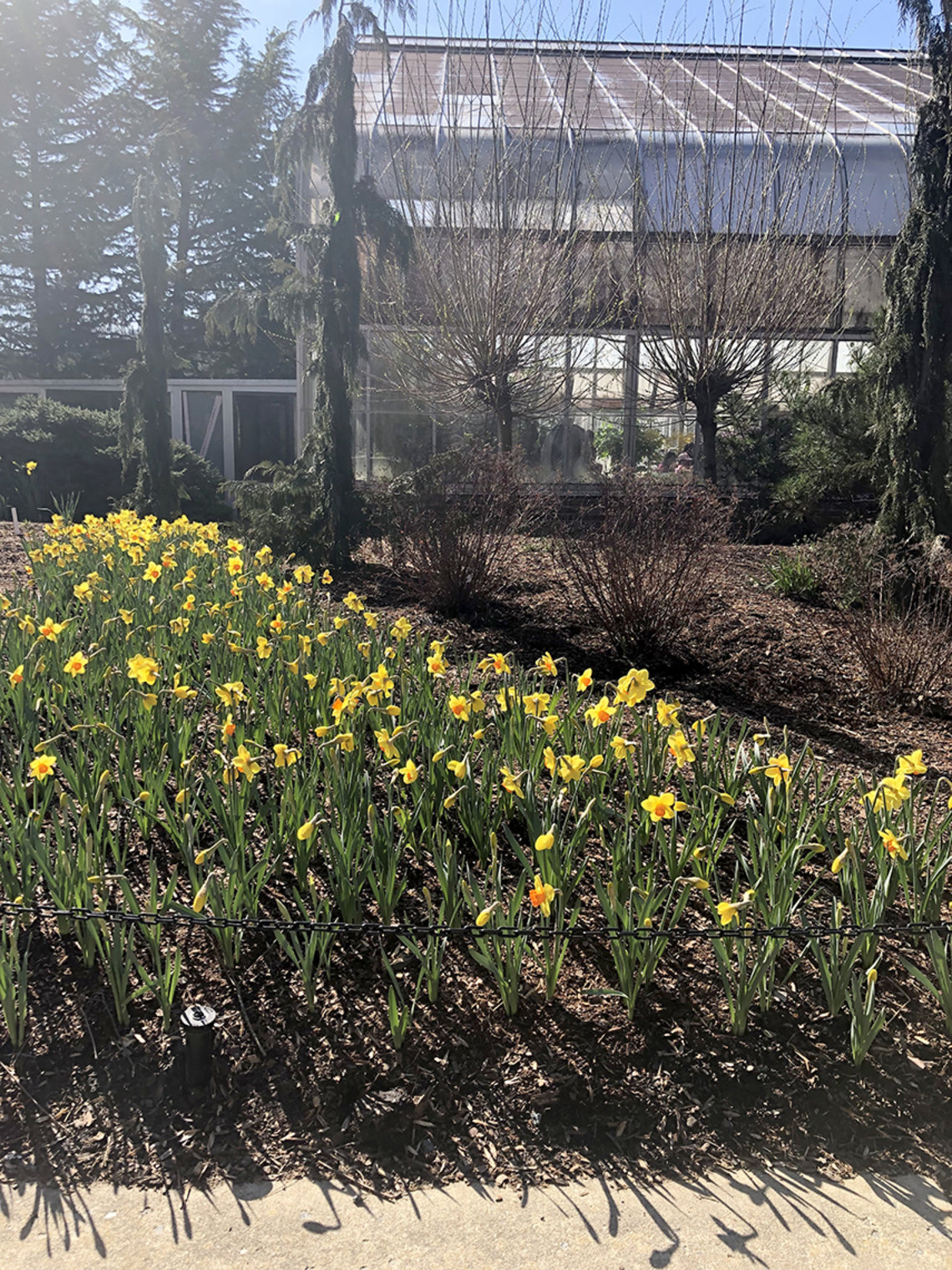 A large group of daffodils bloom in front of a greenhouse, Brookside Gardens, Wheaton, Maryland