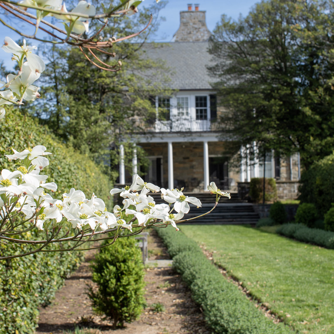White flowers in bloom in foreground with Stone House in background, framed by trees