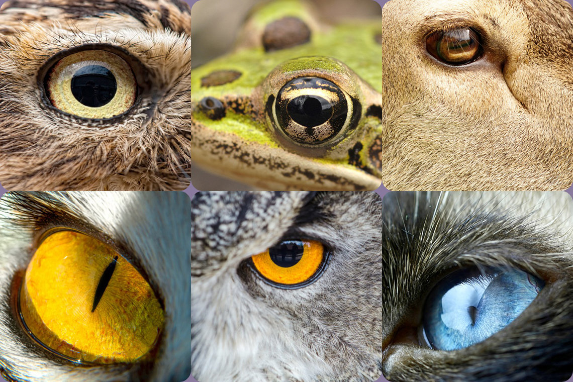 A collage of eyes from the animal kingdom