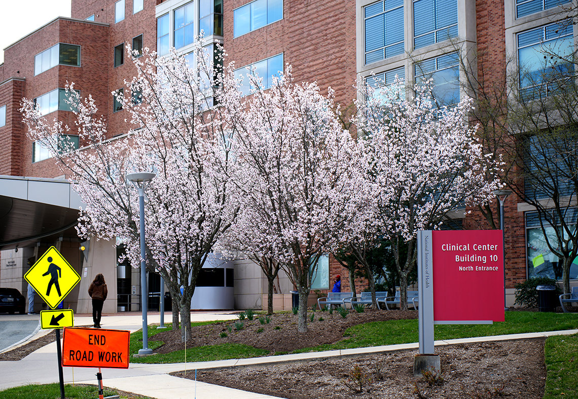 Trees in bloom near the Clinical Center’s north entrance