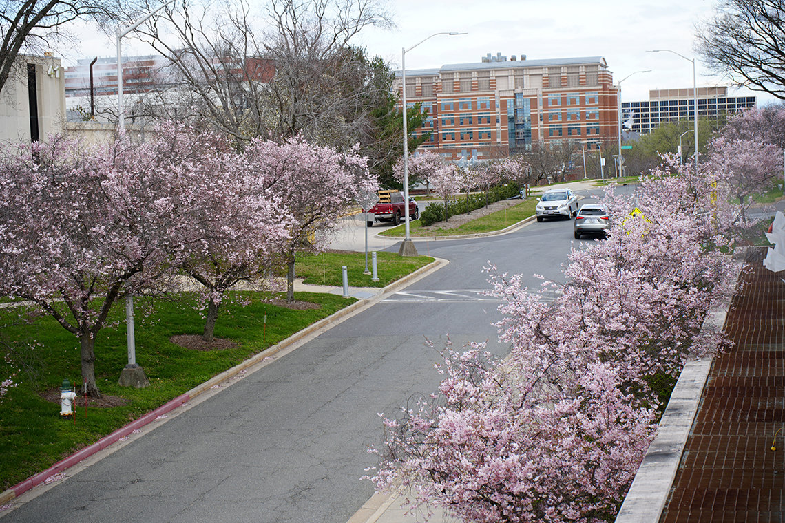 Cherry trees line a road to a parking garage