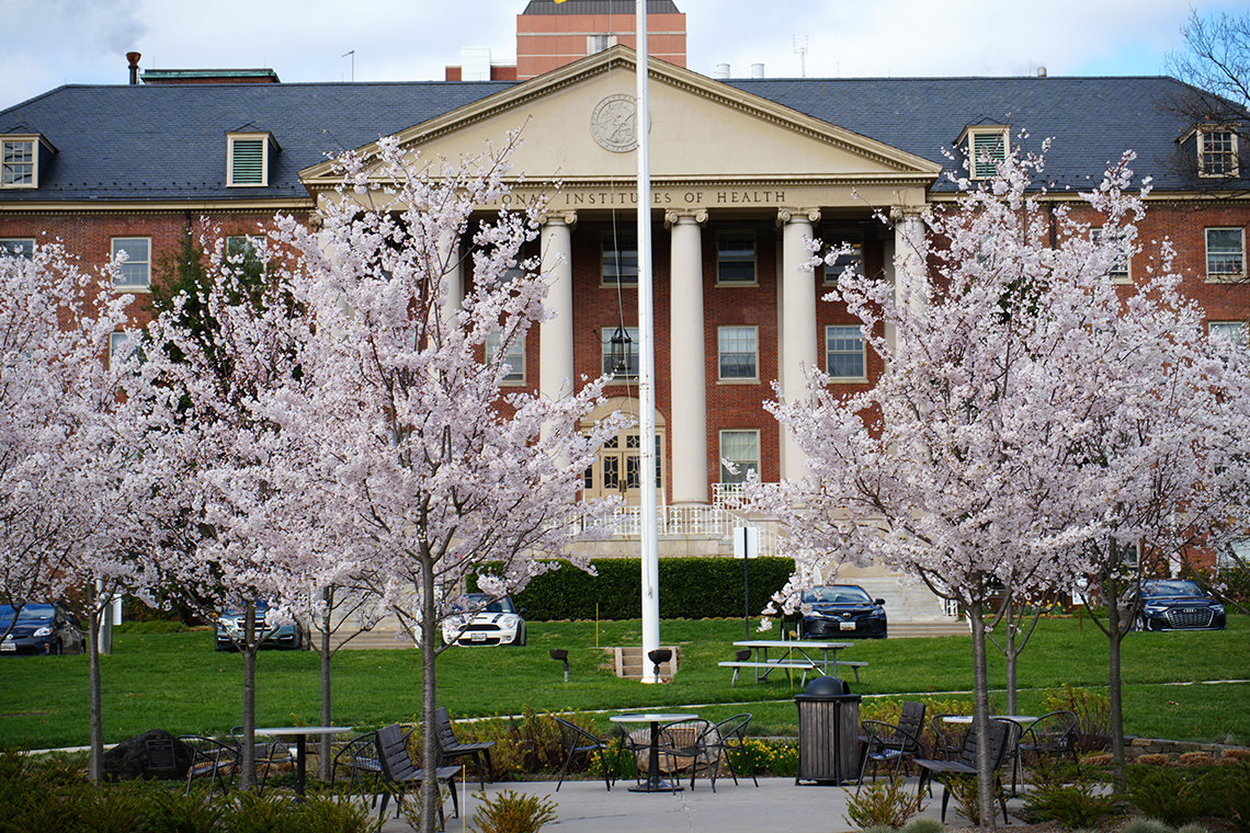 Blossoms in front of Bldg. 1 on NIH's campus
