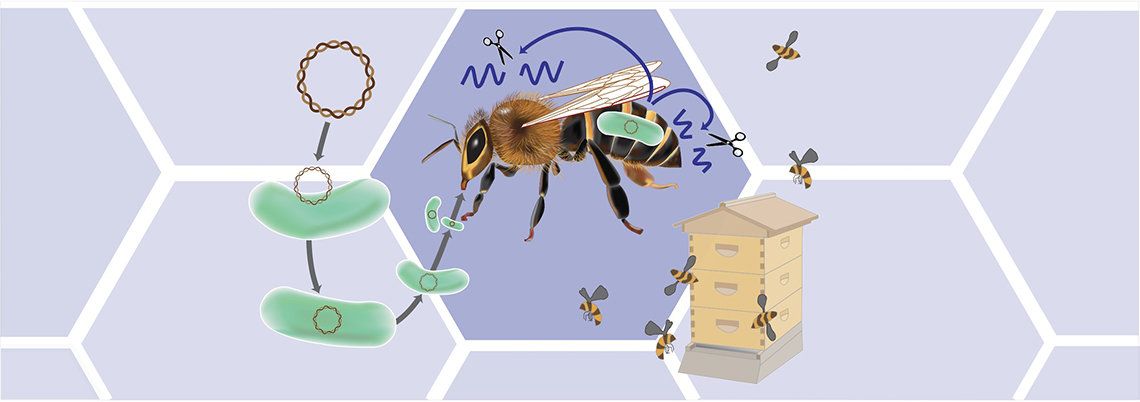 Graphic depicting the process of engineering a honeybee's gut bacteria