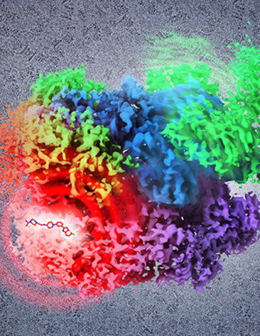 Illustration of the structure of p97, a target for cancer therapy. Structure is a composite of multiple states derived by cryo-EM analysis.