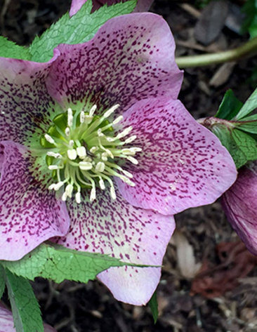 The large, lavender petals of the Hellebores flower found in a courtyard on the NIH campus