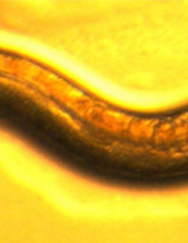 A brown worm on a yellow background
