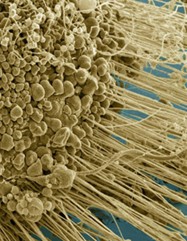 Image of a cell