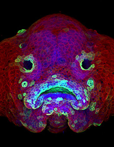 A confocal microscopy image shows the developing face of a 6-day-old zebrafish larva.