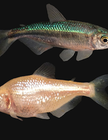 Closeup of two cavefish; one at top swims right, one at bottom has eye loss and swims left