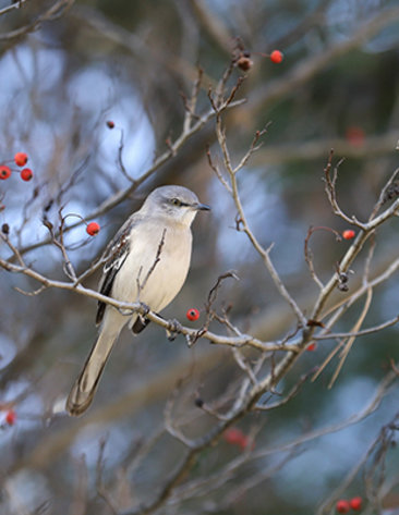 A bird sits on a branch with berries