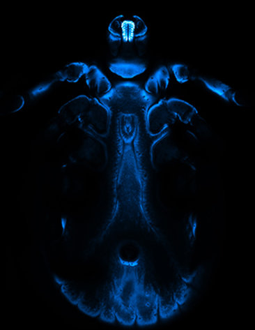 Blue skeleton of a tick on a black background