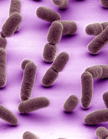 scientific image of brown rice grain-shaped tubes on a pinkish purple background