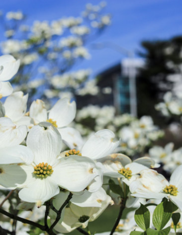 A blossoming dogwood tree in front of an out of focus building 