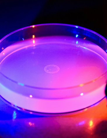 close-up pink-filtered photo of a Petri dish