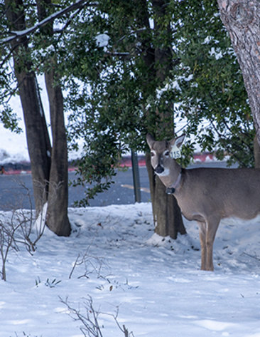 A deer stands in snow