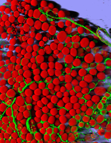 A mouse's fat cells (red) are shown surrounded by a network of blood vessels (green)