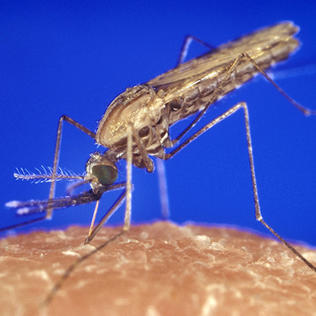A zoomed-in photo of a brownish-blackish mosquito resting on human skin, with blue background