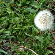 Scientists compare the complexity of a flu molecule’s structure to that of a dandelion.
