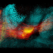“Neural circuit in the storm” by Dr. Young-Gyun Park won 3rd place for both photo and video.