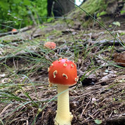 Luo noticed this colorful mushroom sprouting up by the trail around Clopper Lake in Seneca Creek State Park.  PHOTO: JI LUO