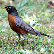 dark-colored bird with traditional orange-red breast