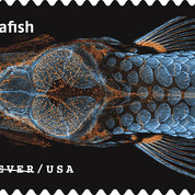 New zebrafish postage stamp issued. PHOTO: U.S. Postal Service