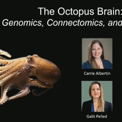In one session at the 2023 BRAIN Initiative meeting, presenters shared the latest research on the octopus brain.
